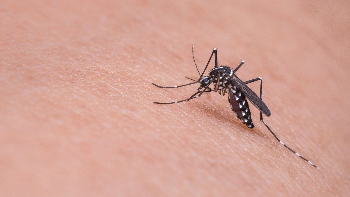 なぜ一部の人々はより頻繁に蚊に噛まれるのですか?これは説明です