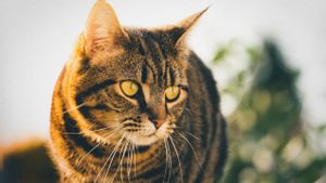 Benarkah Kucing Tabby Punya Karakter Lebih Agresif? Ketahui Faktanya