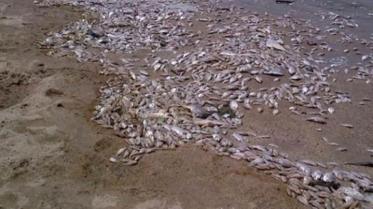 آلاف الأطنان من الأسماك النافقة على الساحل الياباني الشمالي
