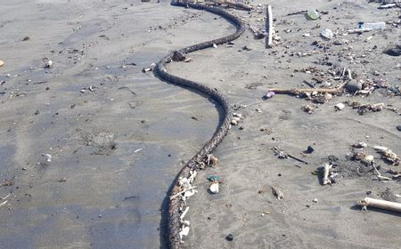 DLHK Cek Tumpahan Minyak di Pantai Saba-Purnama Gianyar