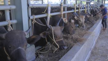 Anticipating FMD, Babel Provincial Government Temporarily Stops Livestock Supply From East Java And Aceh