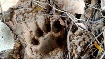 Puluhan Jejak Harimau Ditemukan di Perkebunan Jambi, Warga yang Mau Berkebun Diminta Jangan Pergi Sendiri