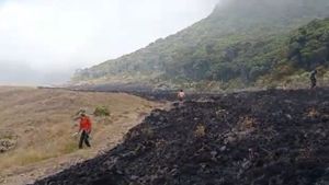    Karhutla Alun-alun Suryakencana Gunung Gede Diselidiki TNGPP-Balai Gakum LHK