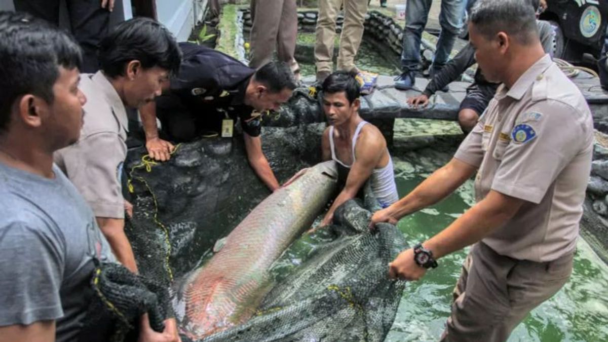 DKP DIY sebut Warga Mulai Melunak Serahkan Ikan Predator Usai Kasus Pria di Malang Dipenjara 5 Bulan