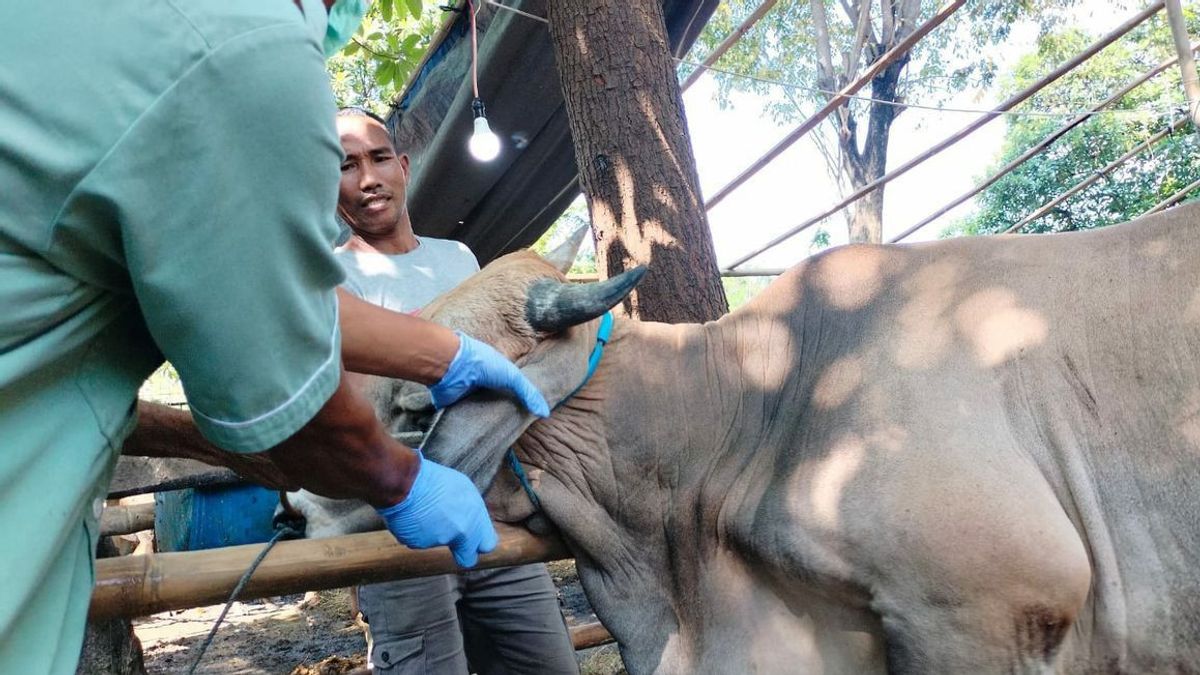 Tak Mau Kecolongan Penyakit Antraks, Pemkab Temanggung Ketat Awasi Keluar Masuk Hewan Ternak