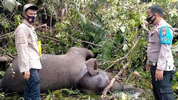 お祝いのベナーで死んで分解された野生の象を発見