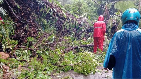  不到一周前，阿甘西苏门答腊的5棵倒下的树挡住了道路