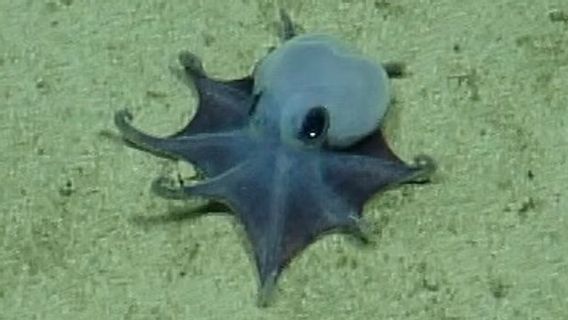 Un requin bleu de la taille d'un golf est trouvé dans les eaux profondes des Galápagos