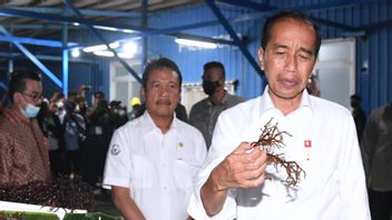 Hari Kedua di Maluku, Jokowi dan Ibu Iriana Temui Peternak Kerbau