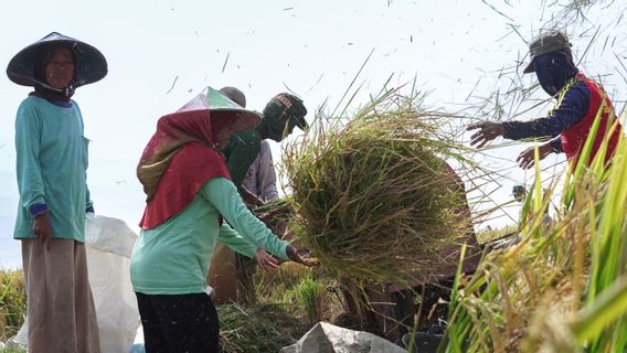 Panen Raya Padi Produksi Beras Capai 5 Juta Ton Lebih, Bulog Diminta Perkuat Stok