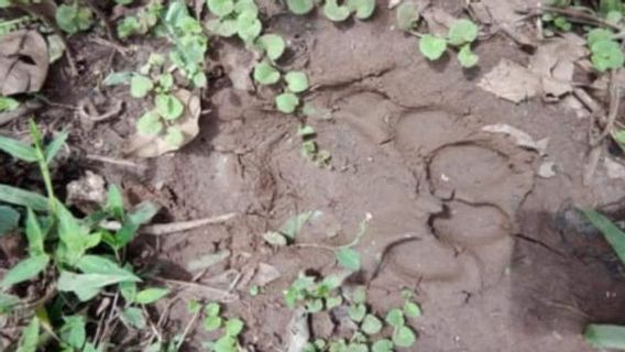 Tigers Close To Citizens' Settlements, Riau BKSDA Installs A Jebak Guna Camera To Monitor Movement