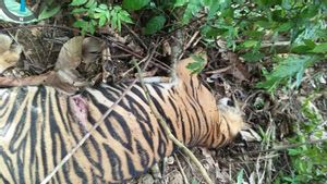 Pengadilan Sidangkan Kasus Peternak di Aceh Timur Racuni Harimau, Terancam 5 Tahun Penjara