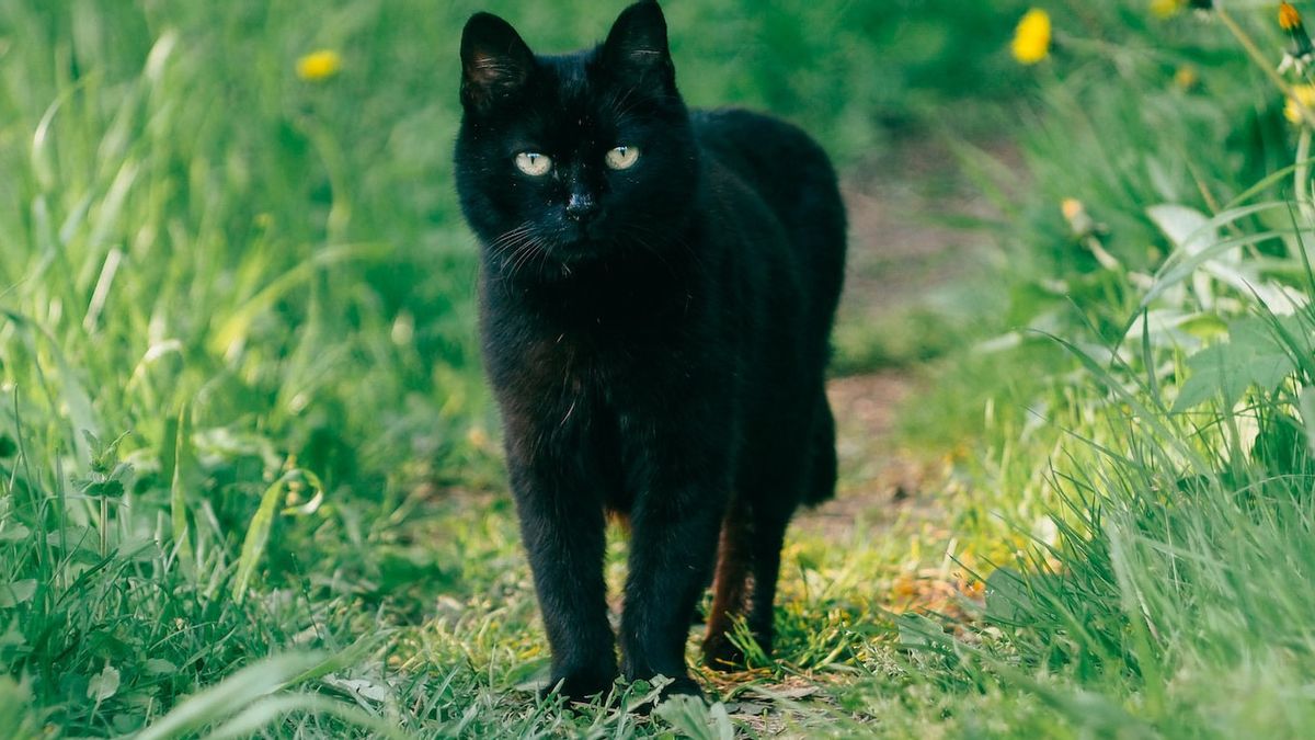 黑猫真的会带来厄运吗？当心神话！让我们了解性质和事实