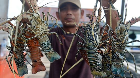 KKP Buka Kesempatan Kerja Sama Budi Daya Benih Lobster dengan Negara Lain