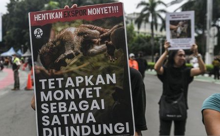 Monyet Ekor Panjang Tak Masuk Satwa Dilindungi, KLHK Beralasan Belum Terancam Punah