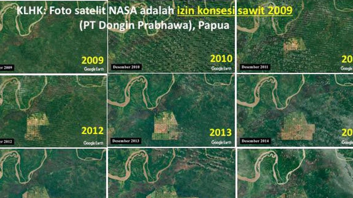 Fakta Mengagetkan di Balik Foto Hutan Papua dari Satelit NASA: Izin Sawit dari MS Kaban