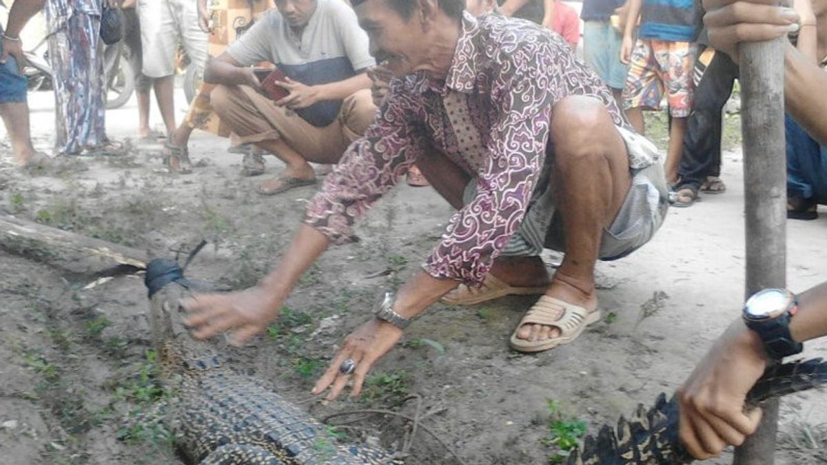 梅斯通詹比居民在佩内罗坎河捕获鳄鱼
