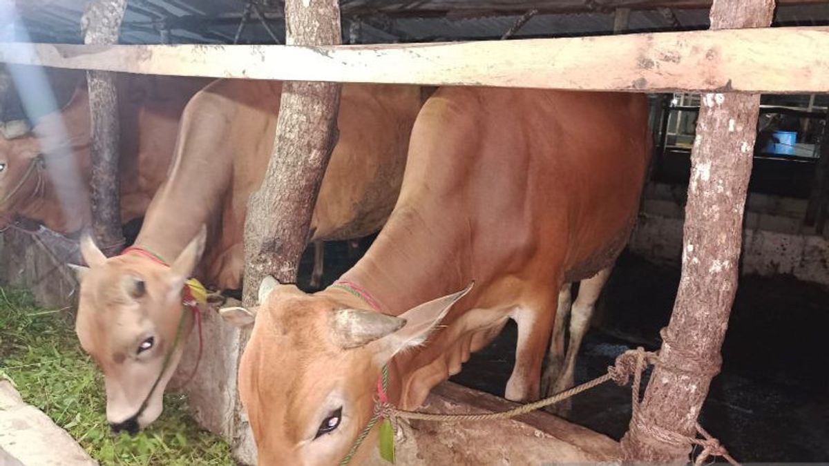 إمدادات الماشية للتضحية في وسط بانغكا تصل إلى 500 رأس