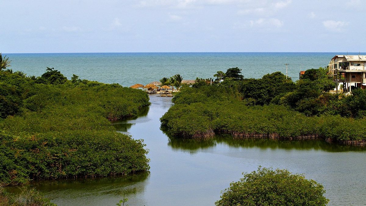 マナドでロブ海水を保持するマングローブ林の重要性