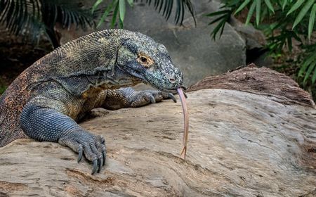 Harga Mahal Pulau Komodo di Mata Luhut Binsar Pandjaitan