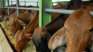 最初有12头奶牛在巴东暴露于指甲和口腔疾病，然后传播给32头