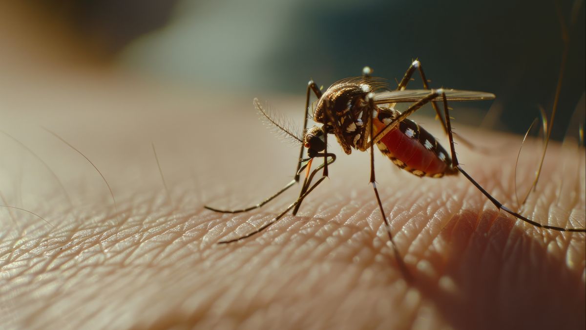 Penting! Ini Waktu Rawan Nyamuk Aedes Aegypti Menyerang