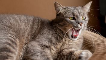 Cats Sayangan Often Bits Goods At Home, Here's How To Overcome
