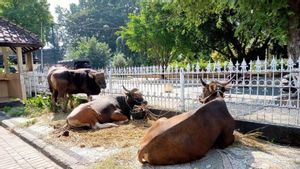 6 Sacrificial Animals Entering Jakarta Stress Travel