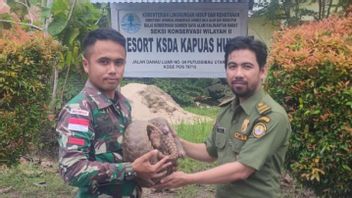 Give Understanding About Protected Animals, Pangolins To Be Smuggled Handed Over To The Indonesian-Malaysia Pamtas Task Force
