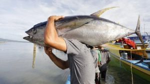 Pemprov Maluku Maksimalkan Tiga WPP demi Tingkatkan Ekspor Tuna