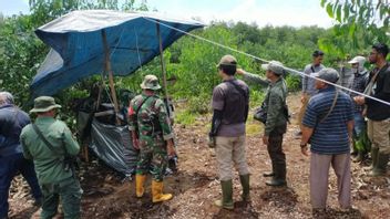 Harimau Diduga Tewaskan Pekerja Konsesi di Pelalawan Riau Masuk Perangkap BBKSDA  