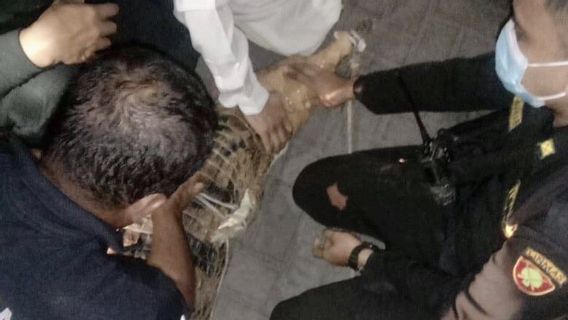 Bikin Resah Warga, Buaya yang Dipelihara di Rumah Tambaksari Surabaya Dievakuasi