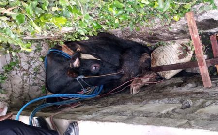 Sapi Terperosok ke Saluran Air, Petugas Damkar Jaktim Gunakan Alat Berat untuk Evakuasi