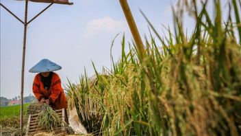 During Harvest, Unhusked Rice In Lebak Banten Has Dropped to IDR 6,500 Per Ton