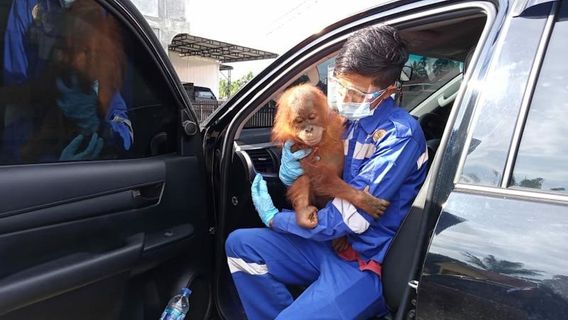 Sempat Jadi Tontonan dan Hiburan Anak, Orang Utan Kesasar di Permukiman Sultan Daulat, Aceh Dievakuasi