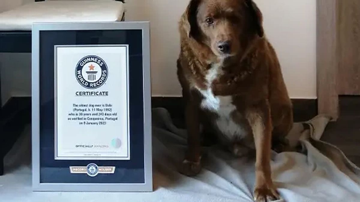 The Dog Ras Bigiro Do Alentejo Is 30 Years And 226 Days Old And Recorded At Guinness World Records