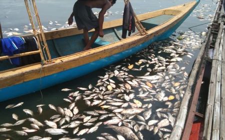 Ikan yang Mati Massal di Waduk Jangari Cianjur Capai 200 Ton