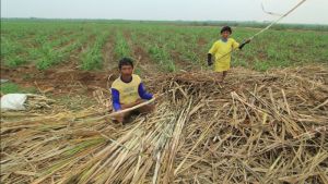 Petani Tebu <i>Happy</i>, Dapat Kucuran Dana Segar Rp 1,5 Triliun dari Danantara