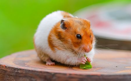 Warga Hong Kong Berbondong-bondong Adopsi Ribuan Hamster di Tengah Perintah Pemusnahan Terkait COVID-19