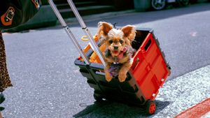 How To Check For Shipping Practical And Easy Animal Shipments