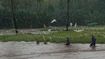 Floods Soak 41 Hectares Of Rice Fields In Bima City, 267 Farmers Threatened With Harvest Failure