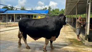 Presiden Prabowo Beri Bantuan Daging Sapi Senilai Rp72,7 Miliar Untuk Korban Bencana di Aceh