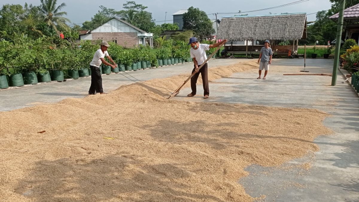 Dried Unhulled Rice Is Not Absorbed By Bulog, Farmers In Lebak Banten Screaming Because Prices Continue To Slump