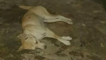 Viral Anjing Mati Ditembak Oknum Aparat di Condet, Pemilik Masih Tunggu Hasil Autopsi