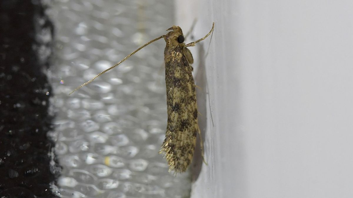家でカミテペを根絶する7つの方法、天然成分を使用することができます