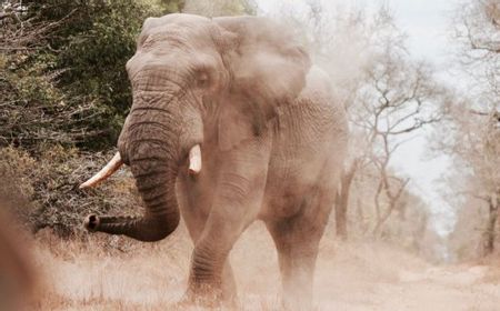 2 Gajah Muncul di Sijunjung Sumbar, BKSDA Bilang Kejadian Serupa Terjadi 43 Tahun Silam