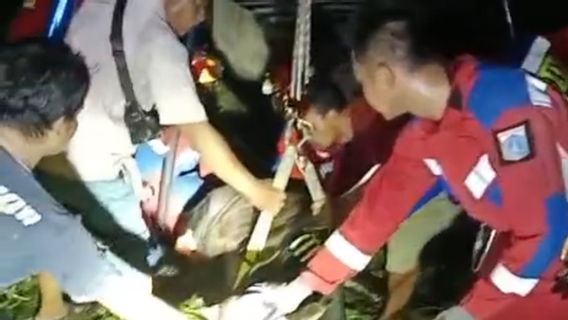 Drama Evakuasi Sapi 550 Kg di Cilandak: Terjebak di Kolam Renang, Butuh Waktu Berjam-jam!