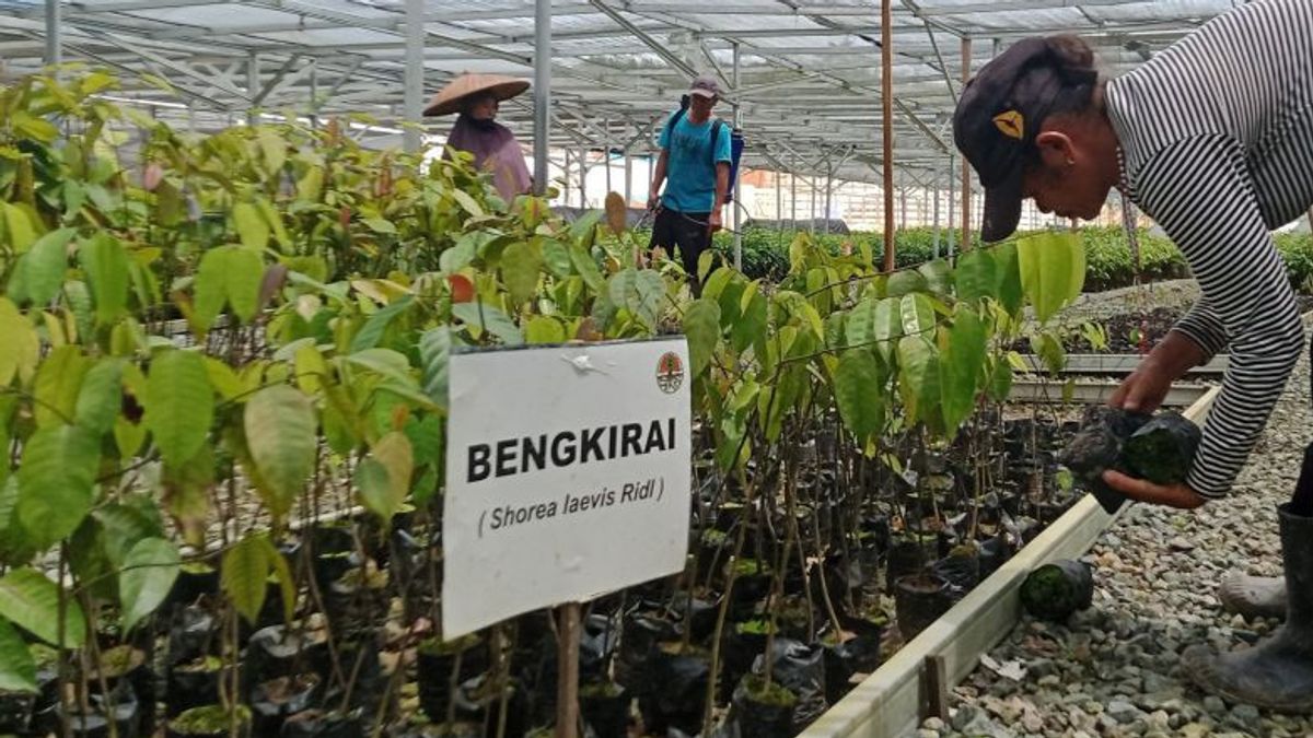 Otorita Targetkan Kawasan Lindung IKN Seluas 164.000 Hektare