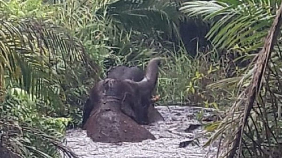 2 Gajah Terjebak di Rawa Inhu Riau, Masih Diupayakan Dievakuasi BKSDA