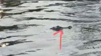 河口鳄鱼进入帕西亚帕内阿加姆桑巴尔的虾塘